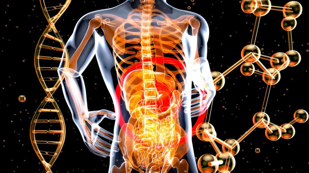 A Guide to Digestive Support Supplements and How They Work Digestive Support Supplements